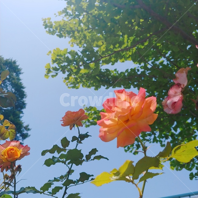장미,주황장미,그라데이션,하늘,rose,꽃,flower