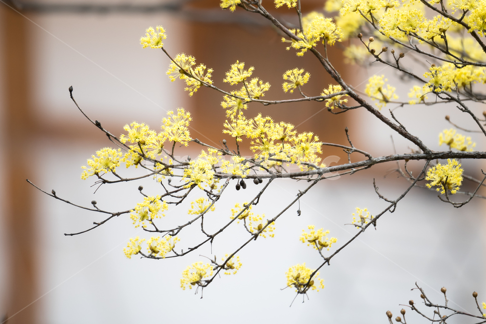 자연,풍경,꽃,봄,맑은날,봄,계절,spring,season,식물,자연,plants,nature,꽃,flower,plant