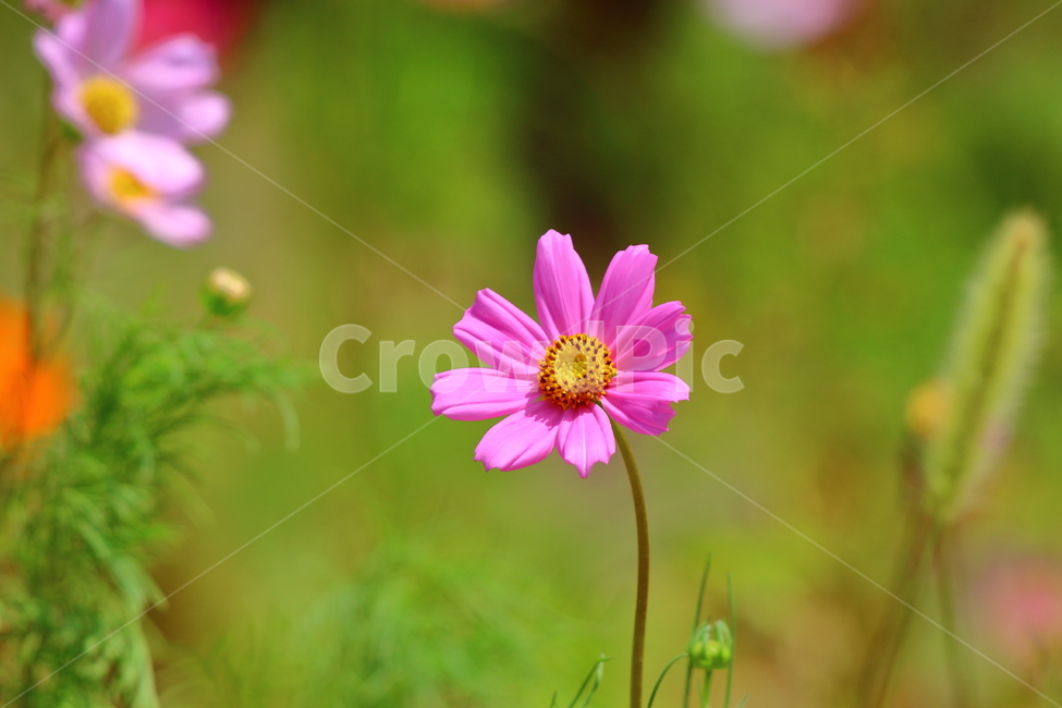 코스모스,꽃,야생,분홍색,초록색,자연,식물,plants,nature,flower,가을,계절,fall,autumn,season,식물,자연,plants,nature,꽃,flower,plant,blossom