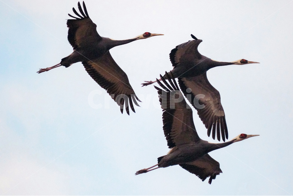 철새,재두루미,철원,겨울,눈,먹이사냥,이동,동물,animal,조류,새,birds