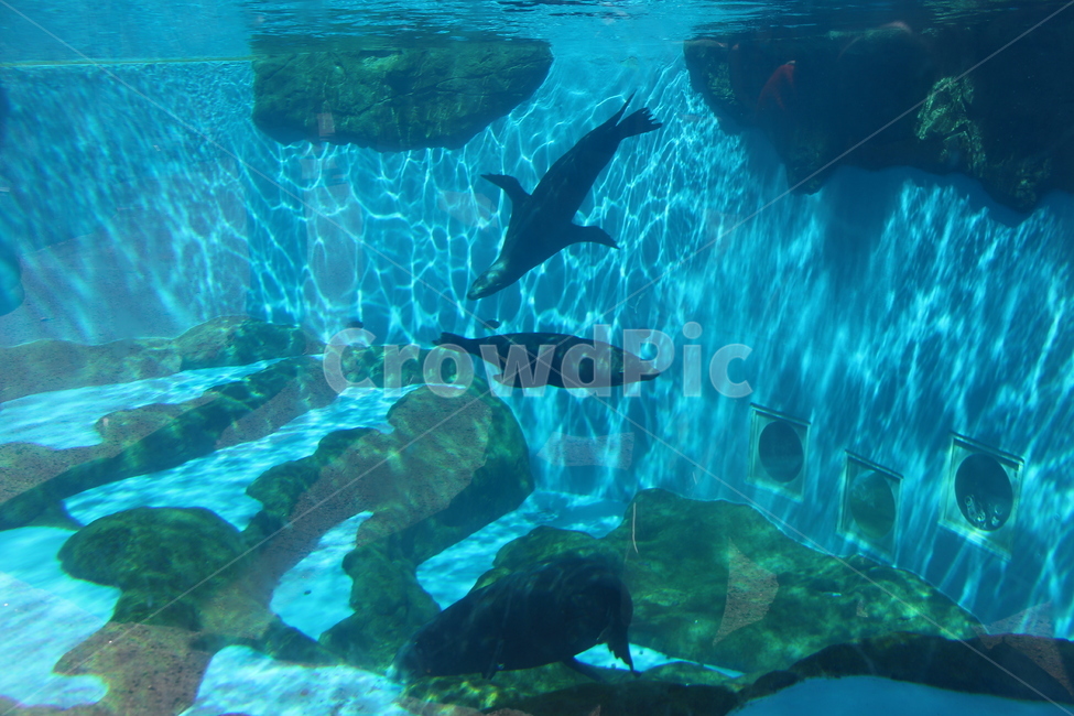 수족관,물개,대형수족관,물개3마리,aquatic,물