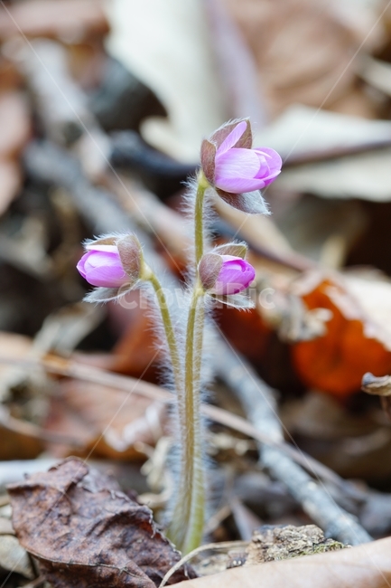 노루귀,수리산,꽃,자연,산,봄,식물,자연,plants,nature,꽃,flower