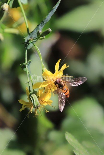 식물,곤충,야생화,씀바귀,벌,식물,자연,plants,nature,꽃,flower