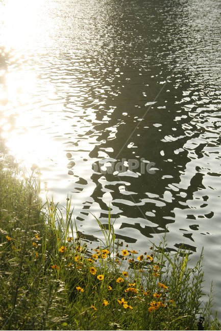 호수,여름,식물,물결,공원,꽃,빛,자연,풍경,nature,landscape,휴식,힐링,rest,relaxation,healing,water,물,outdoors,옥외
