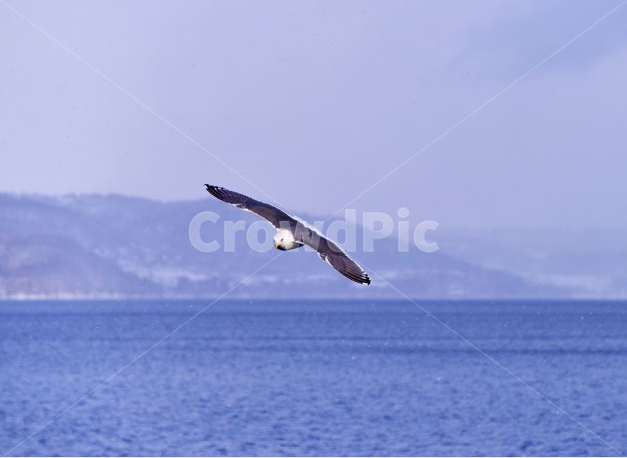 갈매기,비상,호수,겨울,새,seagull,bird,lake,winter,동물,animal,조류,새,birds