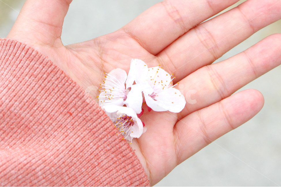 봄,감성사진,일상,풍경,꽃,풍경사진,daily,flower,spring,손,매화,봄,계절,spring,season,식물,자연,plants,nature,꽃,flower,색깔,색상,색채,색감,color sense,color sensitivity,feeling of color,plant,blossom,petal,꽃잎