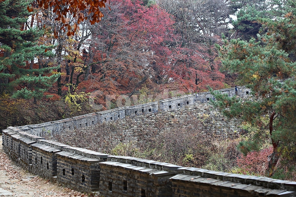 남한산성,성,성곽,단풍,낙엽,길,둘레길,숲,숲길,담,돌담,가을,자연,풍경,벽,울긋불긋,산성,식물,가을,계절,fall,autumn,season