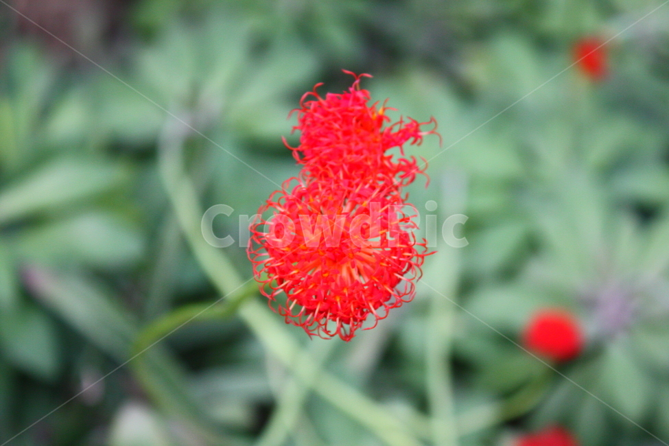 식물,꽃,plant,flower,blossom,식물,자연,plants,nature,꽃,flower