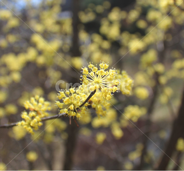 plant,식물,꽃,blossom,flower,노란색,자연,풍경,힐링,감성,따뜻한,봄,편안한,평화로운
