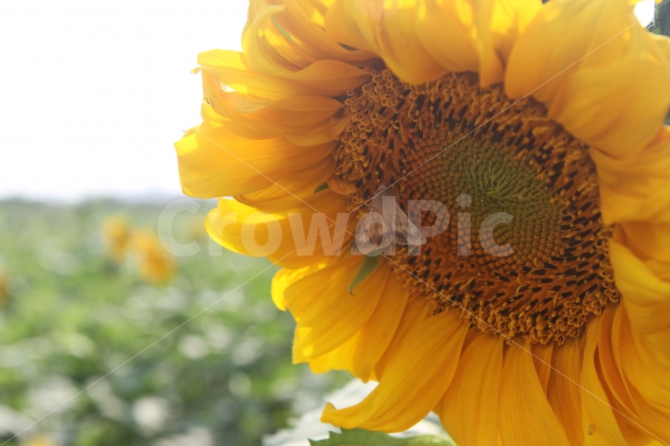 해바라기꽃,가을꽃,꽃,식물,자연,감성사진,식물,자연,plants,nature,꽃,flower,동물,animal,곤충,벌레,insect,bug