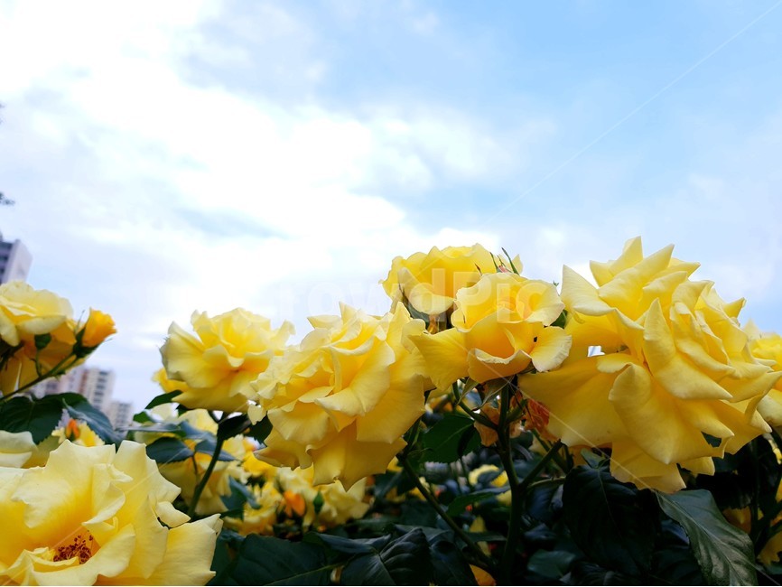 꽃,노란꽃,장미,하늘,정원,풍경,자연,식물,flower,sky,garden,yellowflower,rose,landscape,식물,자연,plants,nature,꽃,flower