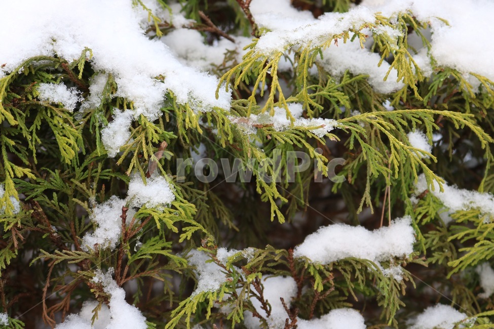 눈,겨울,자연,흰색,나무,식물,초록,snow,yuki,winter,huyu,nature,white,shiro,tree,ki,plants,shokubutsu,green,midori
