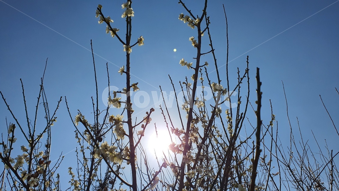 light,햇빛,빛,flare,플레어,sunlight,식물,자연,plants,nature,나무,trees,wood