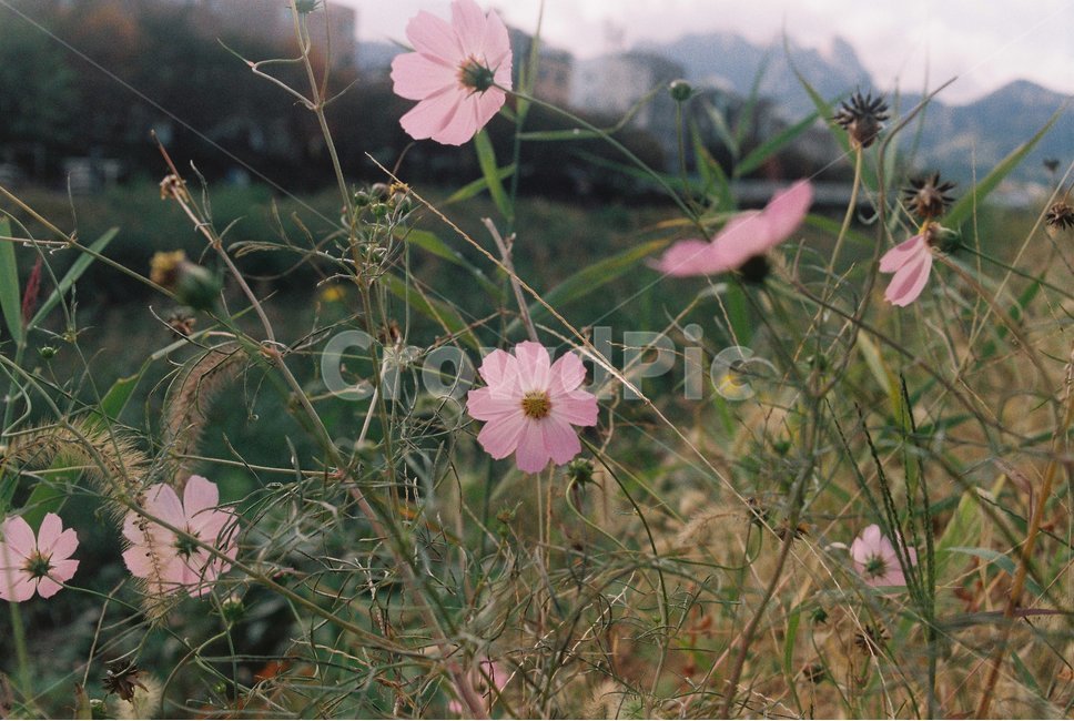 필름카메라,필음,필름사진,감성사진,코스모스,꽃,가을꽃,가을,가을,계절,fall,autumn,season,식물,자연,plants,nature,꽃,flower,geranium,제라늄,blossom,plant