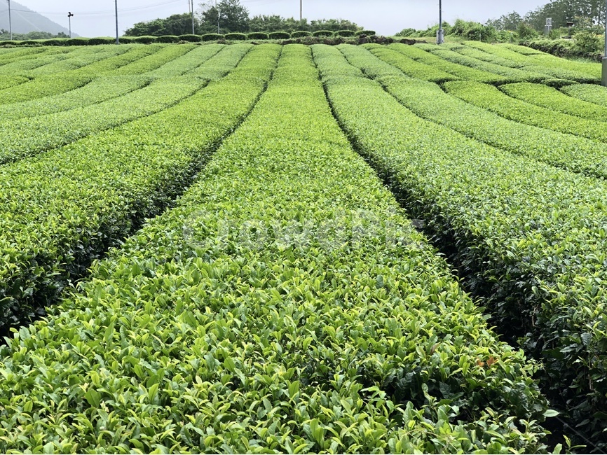 녹차,녹차잎,녹차밭,초록,식물,밭,greentea,잎,자연,nature,green,제주도,자연,풍경,nature,landscape,식물,plants
