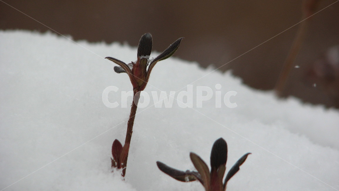 눈,winter,식물,plant,자연,겨울,계절,winter,season