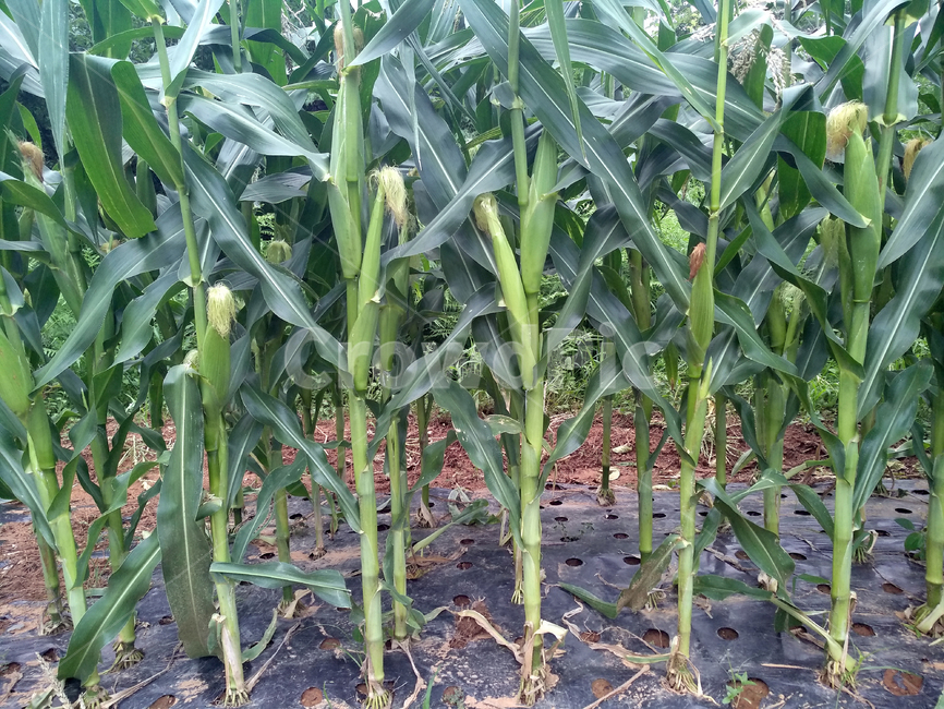 옥수수,옥수수밭,옥수수재배,곡식,곡물,곡류,곡식,cereals,농업,농사,agriculture,farming,farming industry