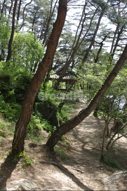 정자,건축,전통건축,traditional,전통,소나무,나무,식물,plant,자연,nature,자연,풍경,nature,landscape,한국자연풍경,한국자연경관,korea nature landscape,식물,plants,나무,trees,wood,tree,tree trunk,나무 줄기