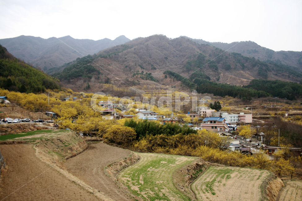 산수유,봄,봄날,마을,노란색,봄풍경,spring,flower,감성,봄,계절,spring,season,시골,마을,풍경,landscape,country,rural,town,nature,자연,outdoors,옥외,hill,언덕