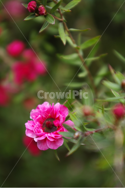꽃,flower,plant,color,호주매화,식물,자연,plants,nature,꽃,flower