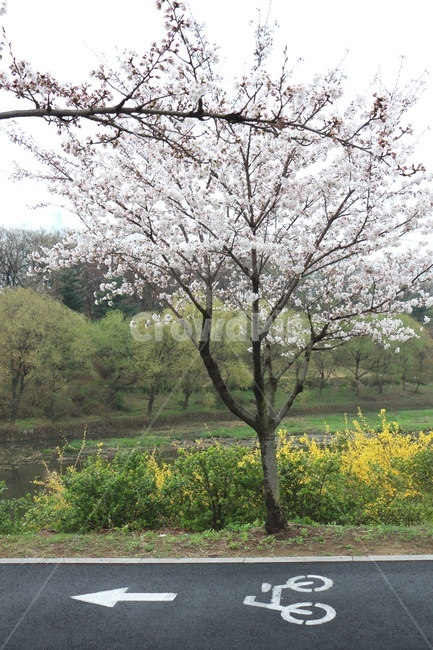 봄,꽃,벚꽃,꽃길,자전거길,산책로,자전거도로,개나리,개나리꽃,식물,자연,계절,나무,plant,flower,spring,season,nature