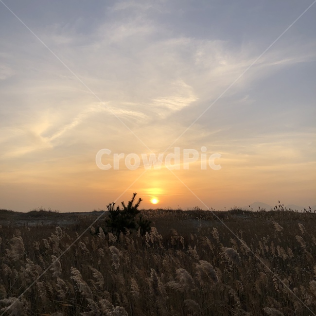 다대포,일몰,바다,겨울,부산,힐링,석양,노을,갈대,nature,자연,outdoors,옥외,sky,하늘,dusk,황혼,sunset,dawn,새벽,red sky,붉은 하늘,grass,잔디,plant,식물