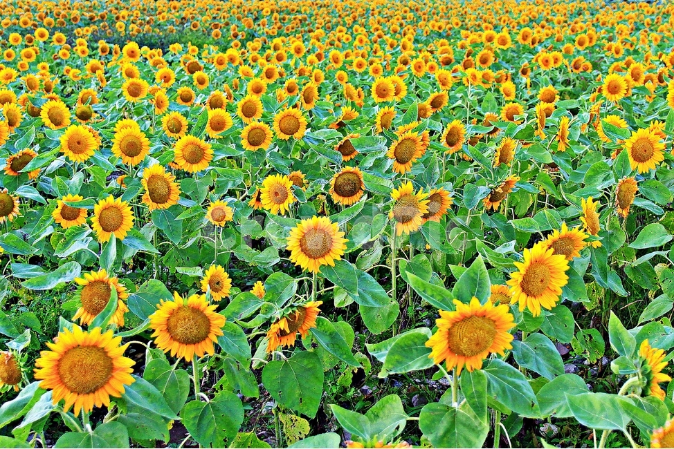 해바라기,전남장성,황룡강꽃축제,sunflower,plant,식물,행운,복,꽃