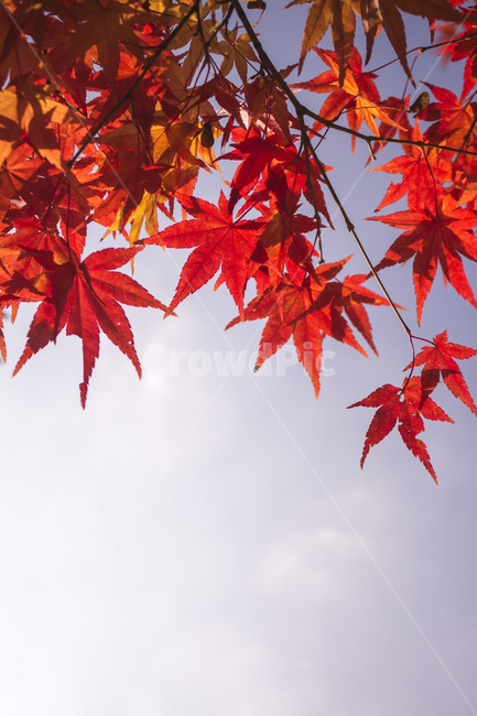 단풍,단풍잎,단풍나무,나무,식물,가을,자연,풍경,경치,하늘,산,가을,계절,fall,autumn,season,leaf,잎,plant,tree