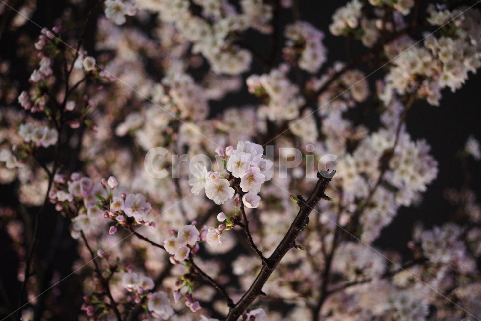 벚꽃,봄꽃,꽃,봄,배경화면,바탕화면,계절,식물,자연,생명,꽃잎,봄,계절,spring,season,식물,자연,plants,nature,꽃,flower,plant,blossom