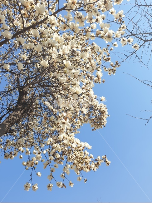 꽃,봄,나무,하늘,푸른,흰색,따뜻,봄,계절,spring,season,plant,식물,cherry blossom,벚꽃,flower,blossom