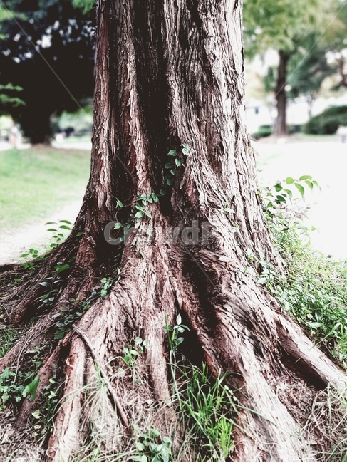나무,뿌리,세월,시간,굳셈,나무,trees,wood