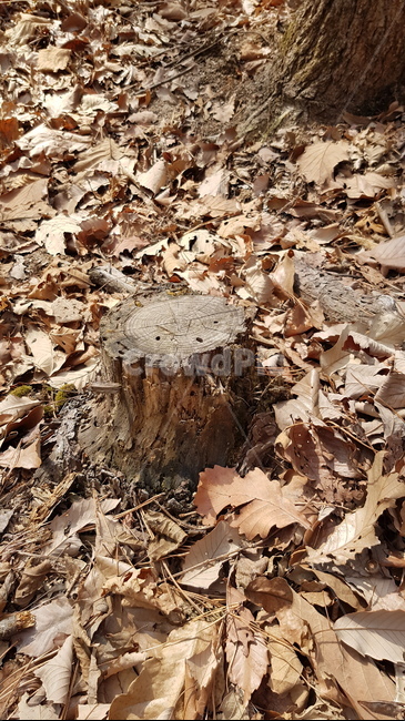 나무,낙엽,잘린나무,산,나이테,나무,trees,wood