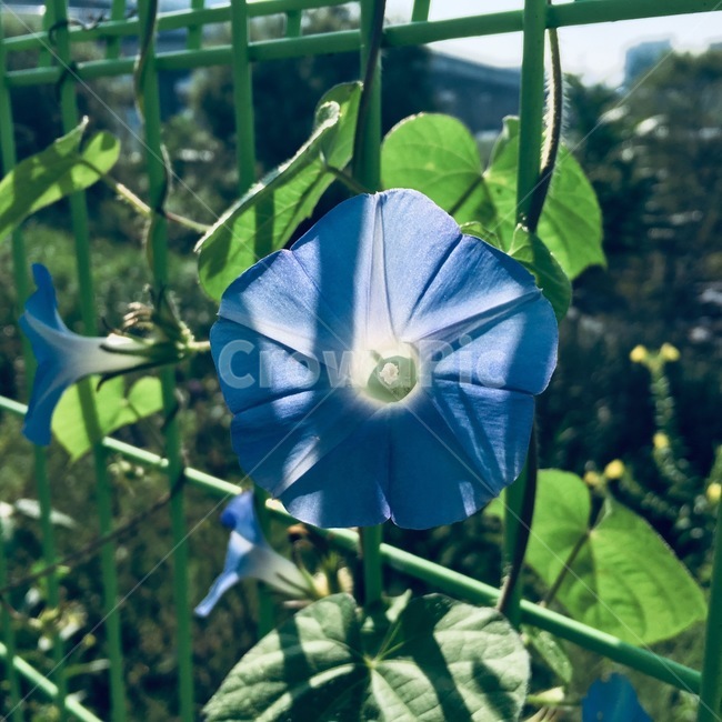 나팔꽃,flower,꽃,blossom,plant,식물,자연,plants,nature,꽃,flower