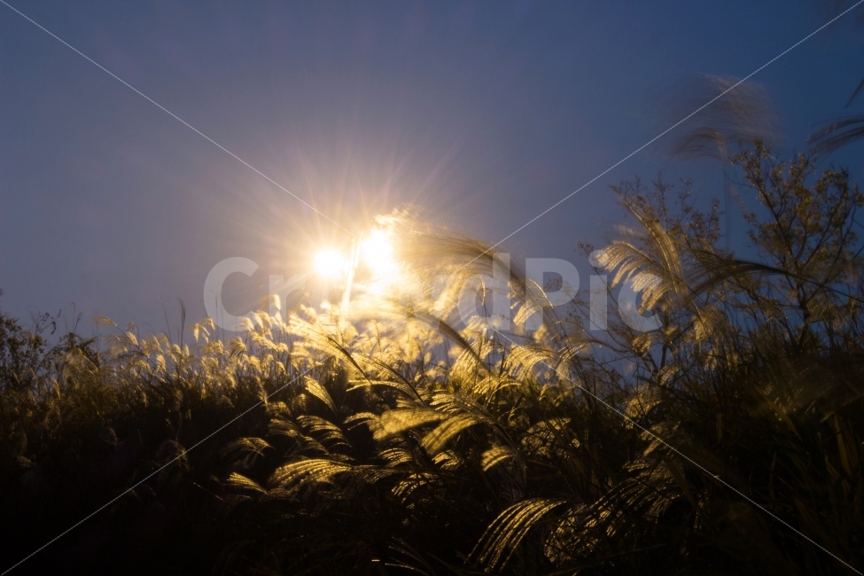 가을,억새,야경,한강,저녁,자연,풍경,nature,landscape,가을,계절,fall,autumn,season,야경,밤,nightscape,night,flare,플레어,light,빛,grass,잔디,plant,식물
