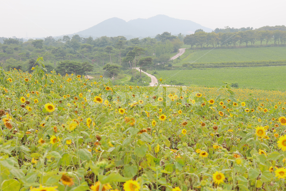 해바라기,꽃,여름,감성,색감,계절,추억,sun,flower,plant,color