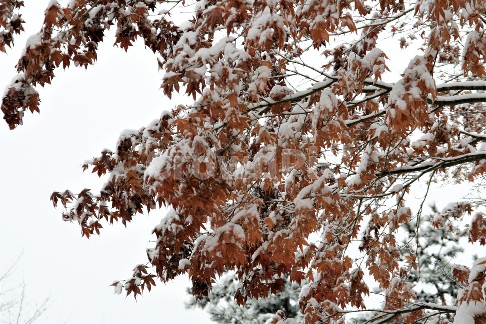 폭설,겨울,단풍나무,풍경,나무,눈,계절,겨울,계절,winter,season