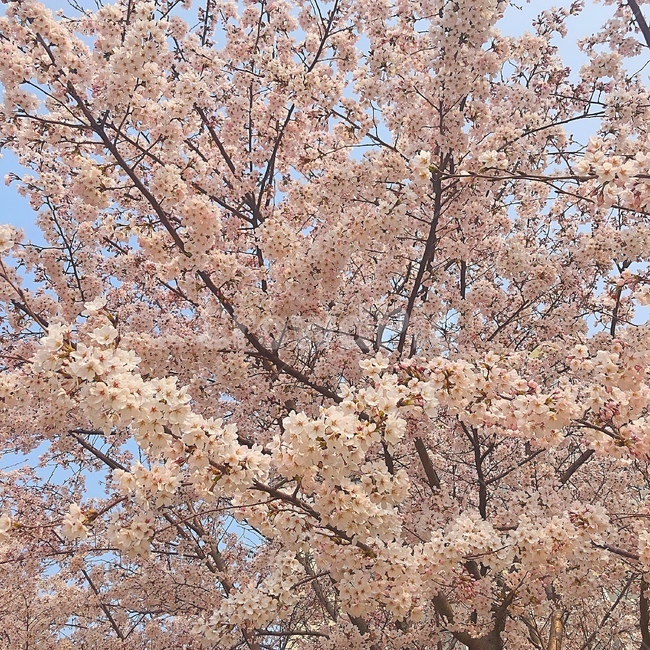 꽃,벚꽃,분홍색,flower,blossom,식물,자연,plants,nature,꽃,flower