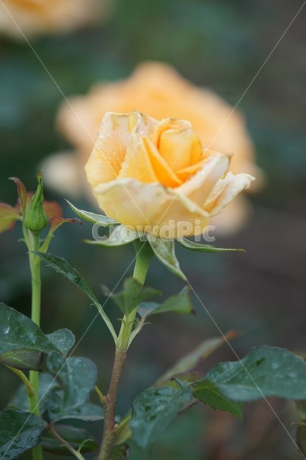 장미,꽃,rose,식물,자연,5월,그린,flower,장미꽃,nature,노란장미,식물,자연,plants,nature,꽃,flower