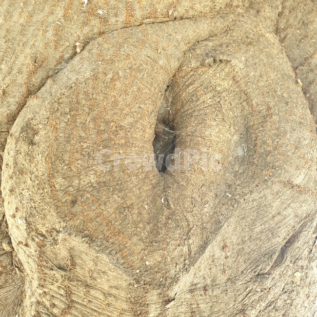 shape,heart,tree,모양,자연