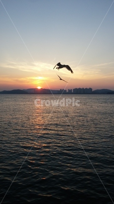 월미도,인천,석양,노을,저녁,태양,동물,animal,조류,새,birds