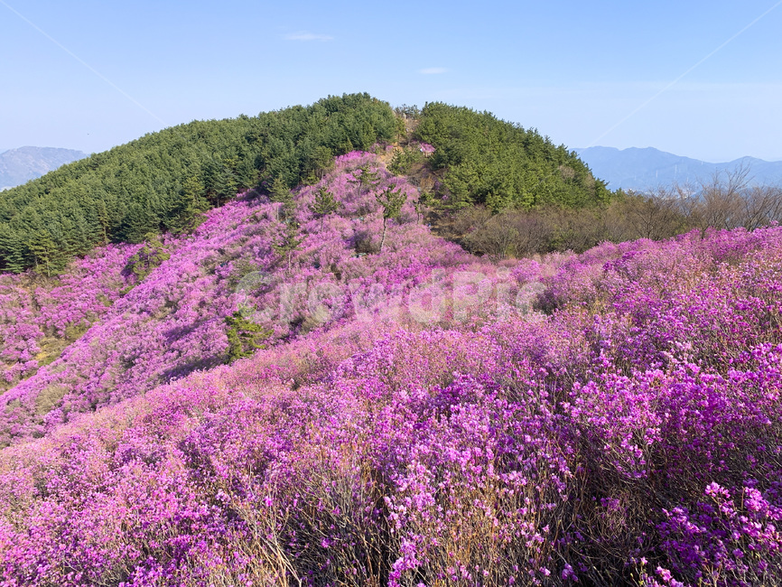 azalea,진달래,진달래동산,산,꽃,자연,풍경,landscape,휴식,mountain,pink,자연,풍경,nature,landscape,plant,식물