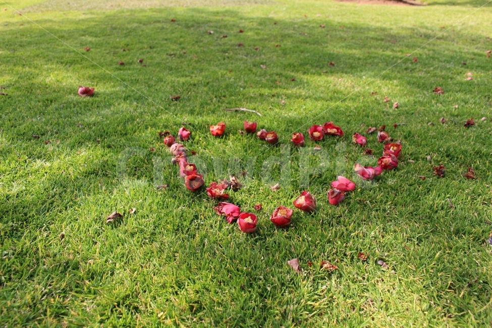 사랑,하트,감성,장미,감정표현,여행,색감,잔디,자연,식물,자연,plants,nature,꽃,flower,감정표현,기분,feeling,emotion,연출,컨셉,콘셉,direction,concept