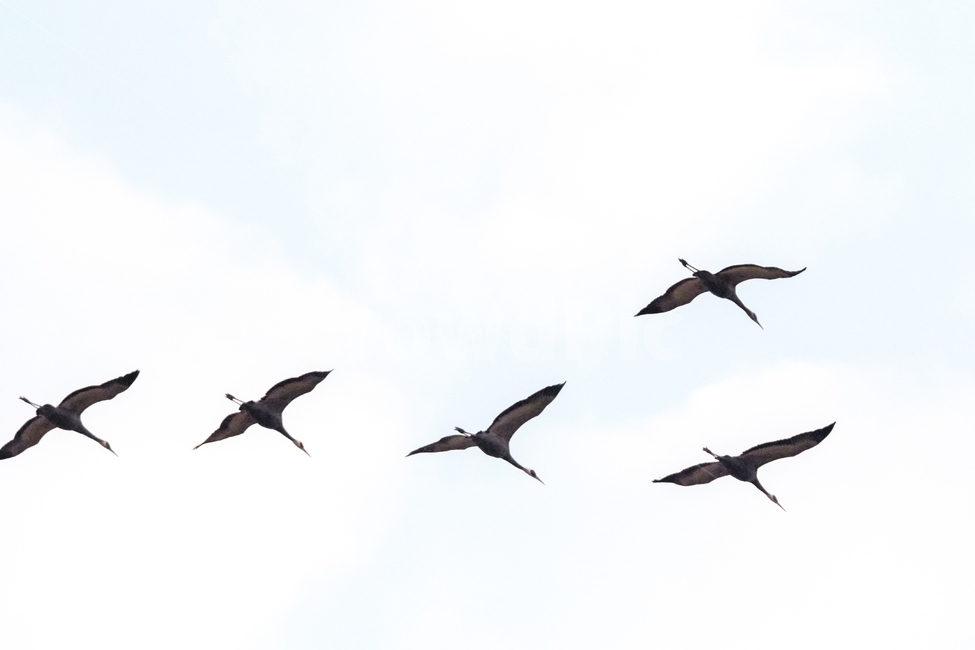 철새,재두루미,철원,겨울,눈,먹이사냥,이동,동물,animal,조류,새,birds