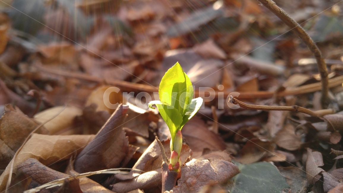 새싹,초록,봄,햇살,감성,식물,sprout,sunbeam,green,spring,emotional,plants,식물,자연,plants,nature