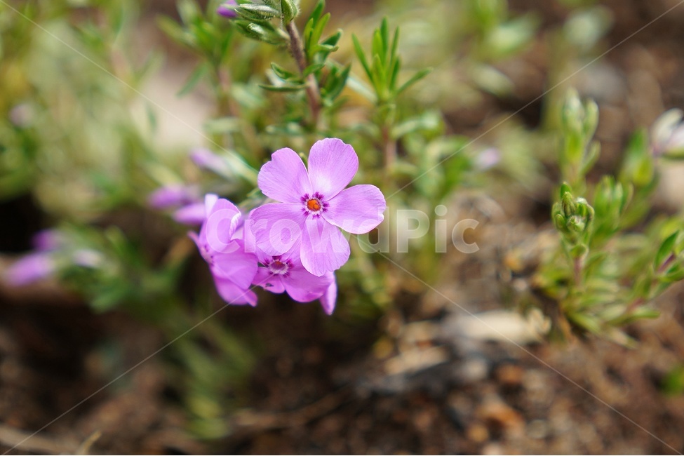 꽃,봄,향기,보케,아웃포커싱,봄,계절,spring,season,식물,자연,plants,nature,꽃,flower,geranium,제라늄,plant,blossom
