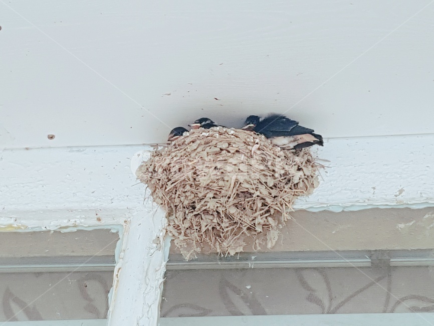 제비,둥지,새,지붕,새둥지,동물,animal,조류,새,birds