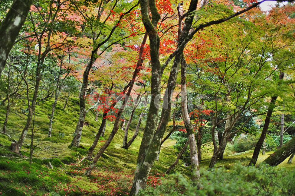 plant,식물,tree,나무,treetrunk,나무줄기,이끼정원,단풍,정원,garden,maple