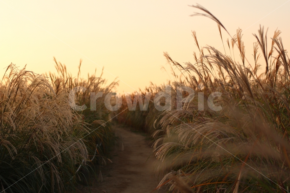 하늘공원,억새,일몰,황혼,가을,가을,계절,fall,autumn,season,자연,풍경,nature,landscape,감성,sensible,feeling,plant,식물,grass,잔디,lawn,reed,갈대