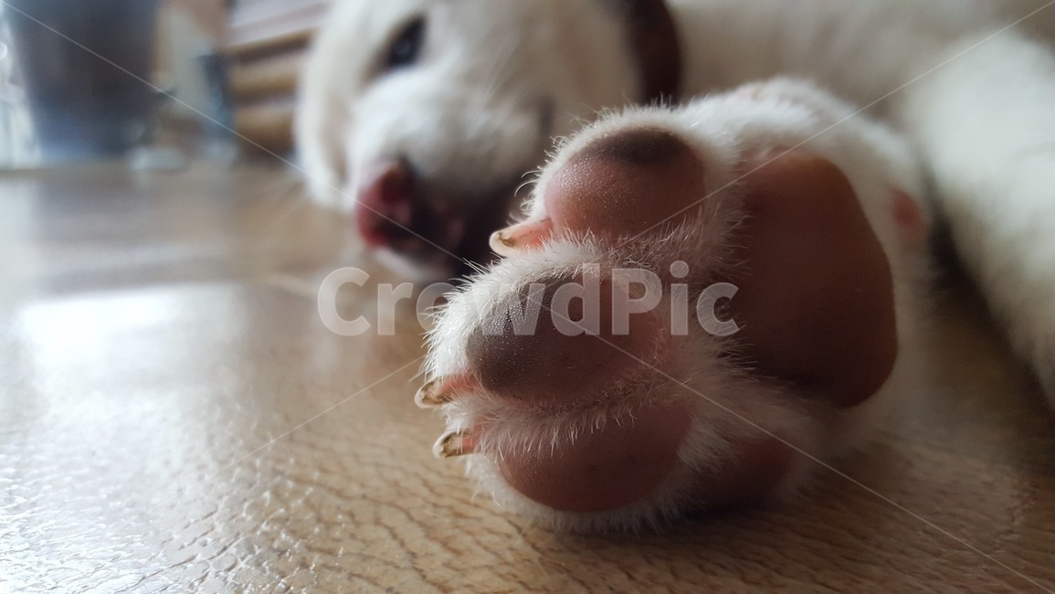 강아지,강아지발,젤리,발톱,근접,동물,animal,포유류,mammal,개,강아지,dog,doggy