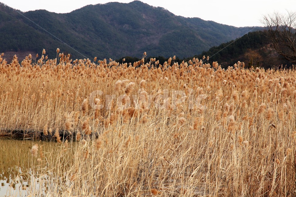 순천만,가을갈대,가을풍경,오솔길,숲길,가을산길,마실,갈대,갈대밭,나무,시골,가을,계절,fall,autumn,season,자연,풍경,nature,landscape,grass,잔디,plant,식물